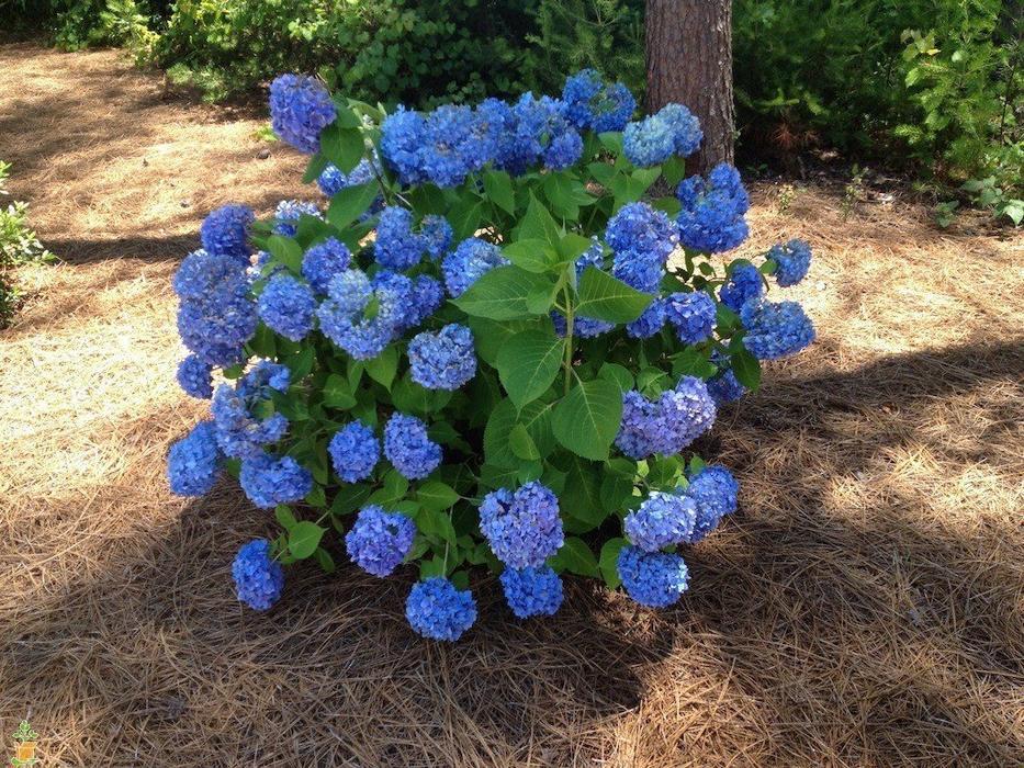 【想要让绣球的花朵变成蓝色，这几个秘诀就不要错过】像绣球一样的是什么花