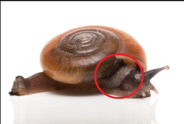 灰巴蜗牛的外套膜没有明显外露.