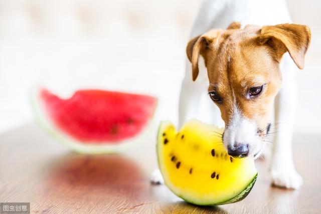 [夏天适合狗狗吃的5种水果，既清热又解暑，宠主记得收藏]狗狗适合吃什么水果