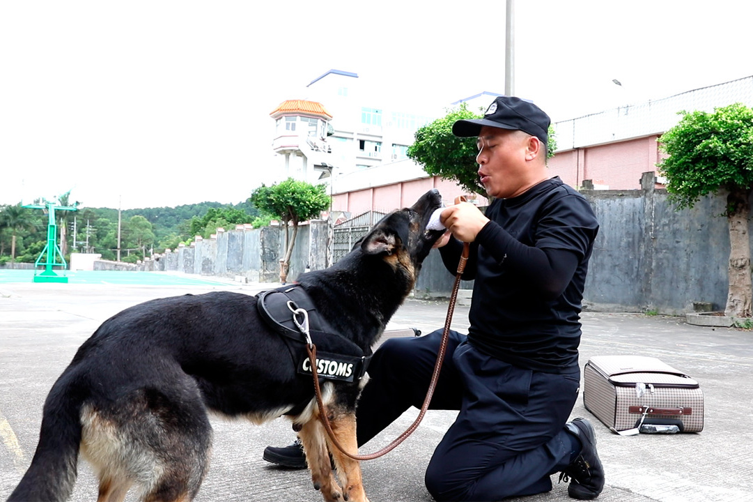 解密缉私犬它们是这样炼成的