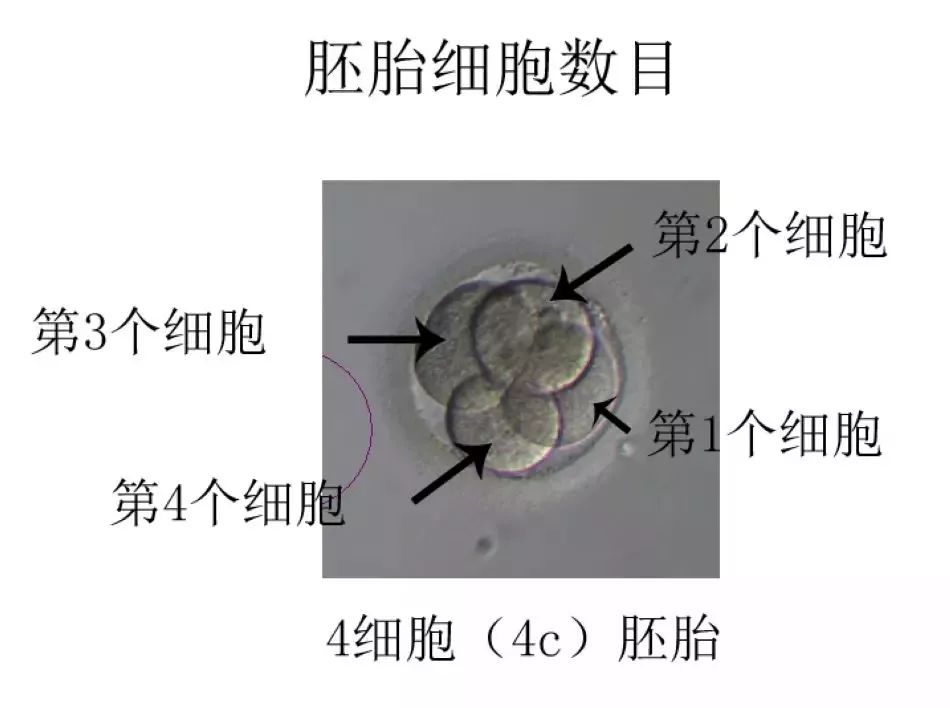 处于3-6期的囊胚,进一步对其内细胞团和滋养层细胞进行质量分级(见图6