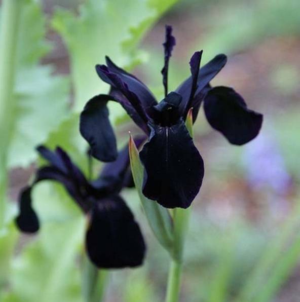 8种黑色花你见过几种