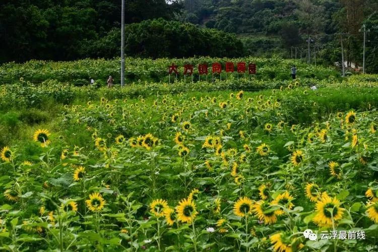 郁南竟藏着个百万葵园?牵ta的手,看尽这花花世界!