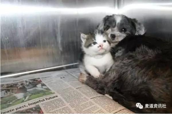 猫咪救援现场 9fa33e21ac05446184d4d7330837ccc3.jpeg