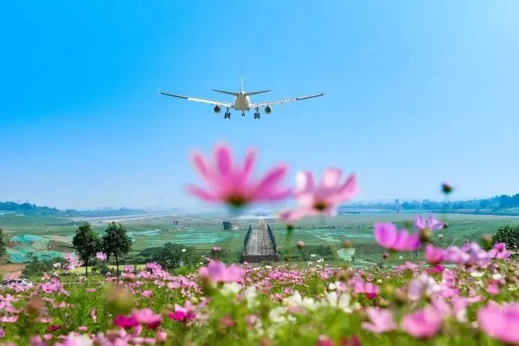 空港花田.古陶摄