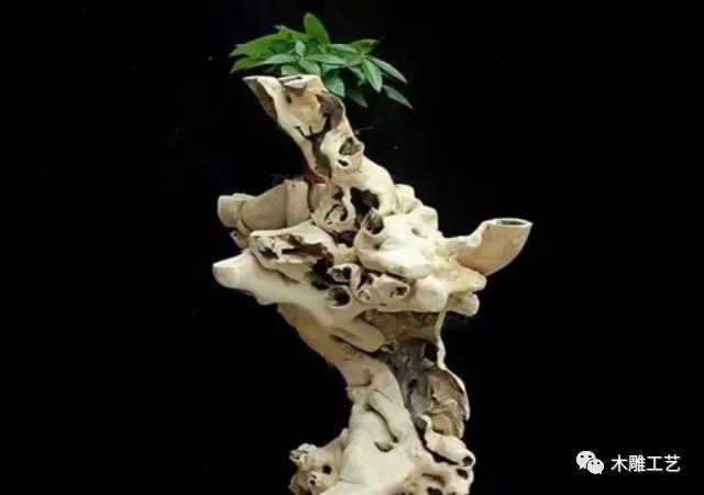 妖娆的树根做成了花架,这妖孽,美翻了