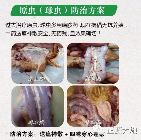 2,腺肌胃炎常发