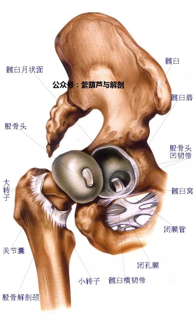 起点分成两个肌腱,一个附着于髂前下棘,另一个附着于髋臼周缘的关节嚢