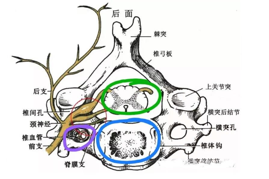 你得的是什么颈椎病