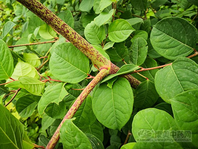 湖北十堰:产新进行时的野生虎杖