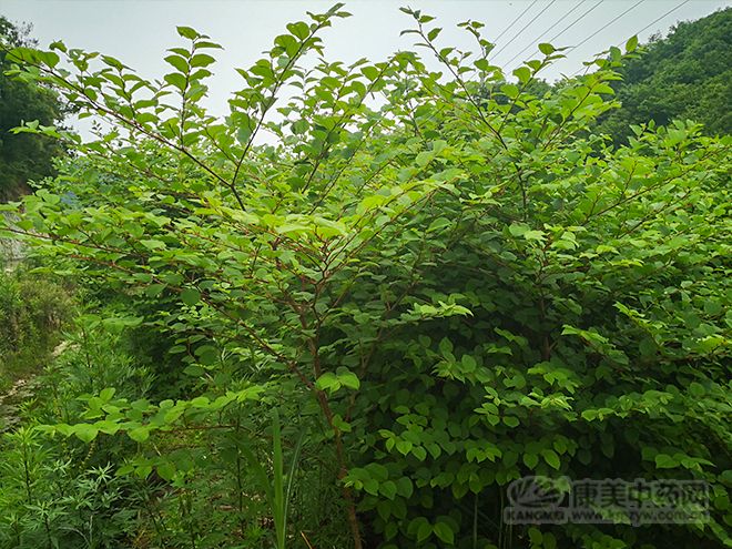1/ 12 湖北省十堰地区的虎杖资源以野生为主,有少量人工种植,零散