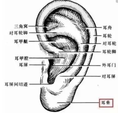 正确揉耳朵对肾脏有多大作用?