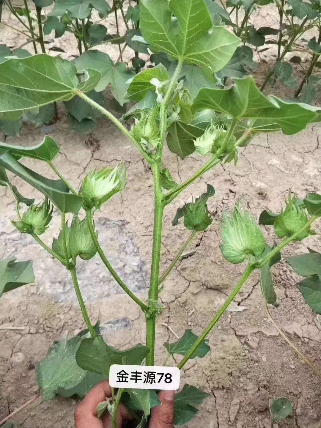 金丰源种业棉花盛蕾期田管建议