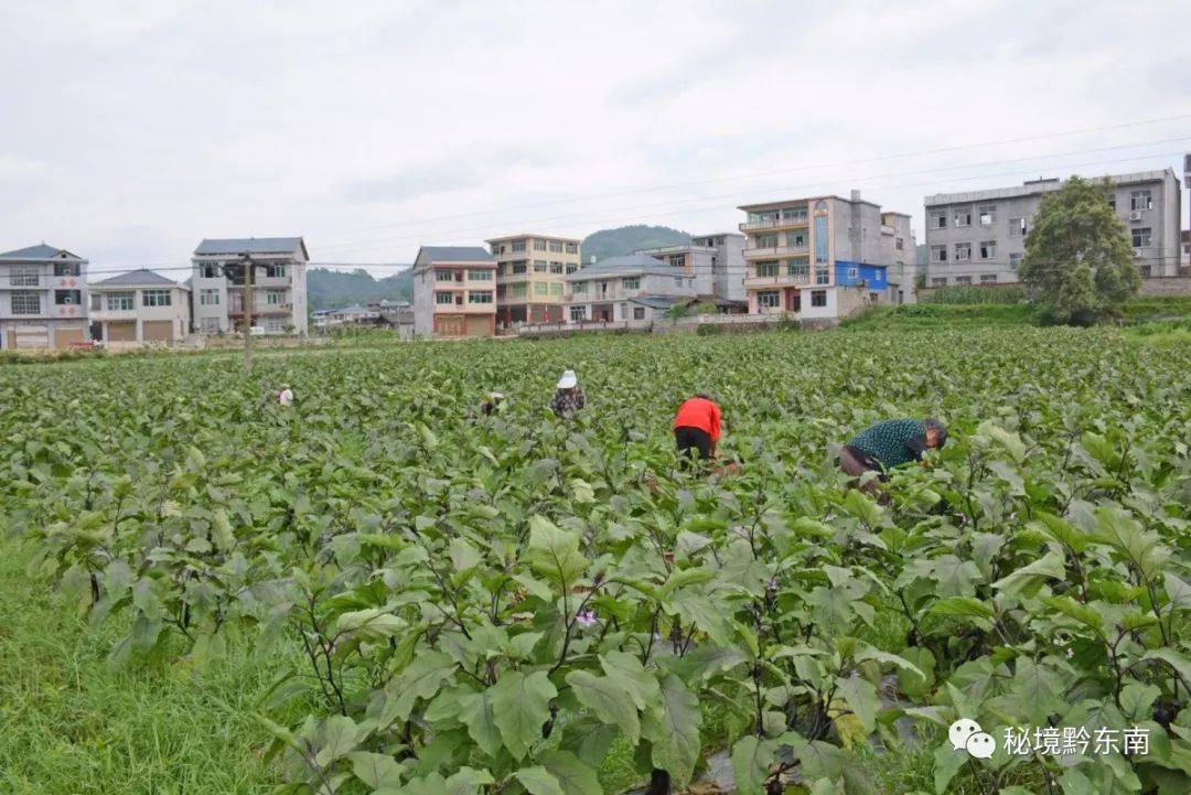 妇女们在搬运茄子近日,记者来到天柱县白市镇汶溪村大坝蔬菜基地里,40