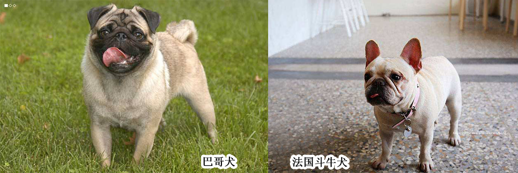 巴哥犬和法斗犬