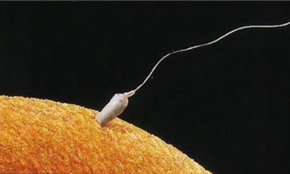 精子与卵子结合有什么感觉_精子和卵子结合有什么感觉？出现这6种变化，说明你可能怀孕