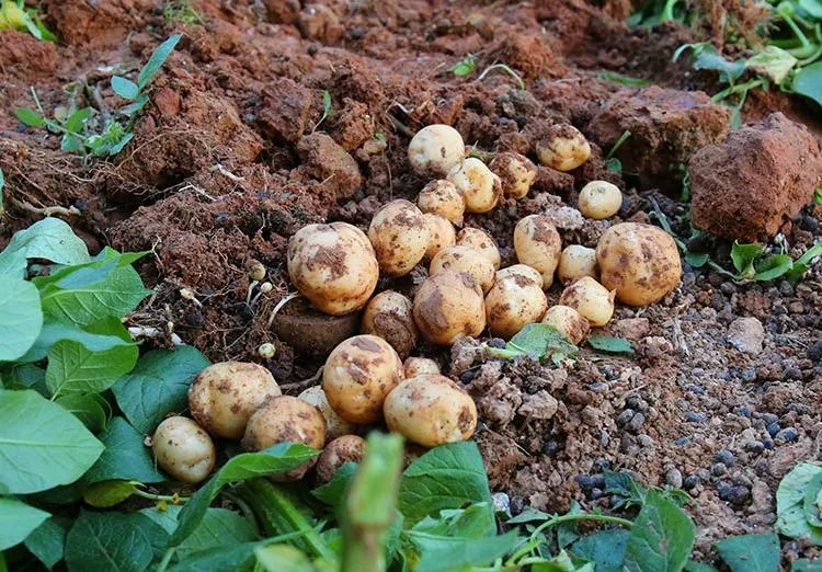 山旮旯的贵族食品① ——洋芋