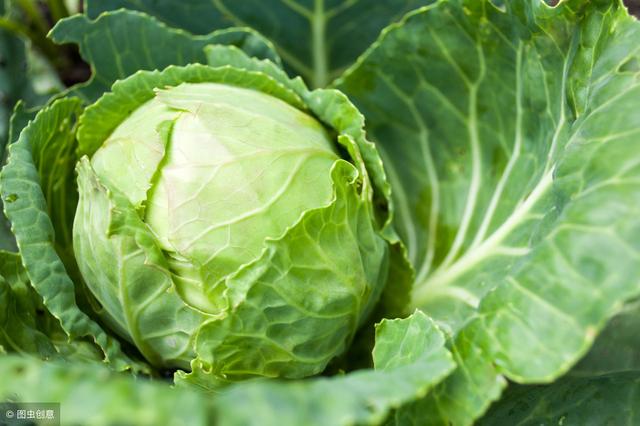 手撕包菜的家常做法步骤图解 07337bb7b0d3486dacd4beb51ec5b37e.jpeg