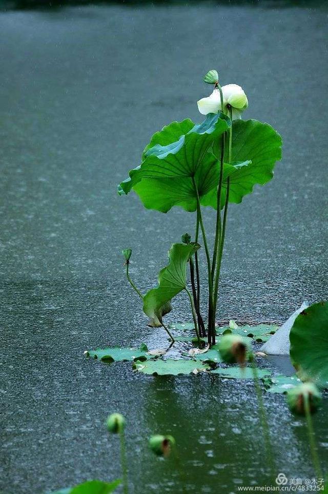 洛阳一场夏雨,洗濯了荷的灰尘,雨滴与荷叶如诗如画