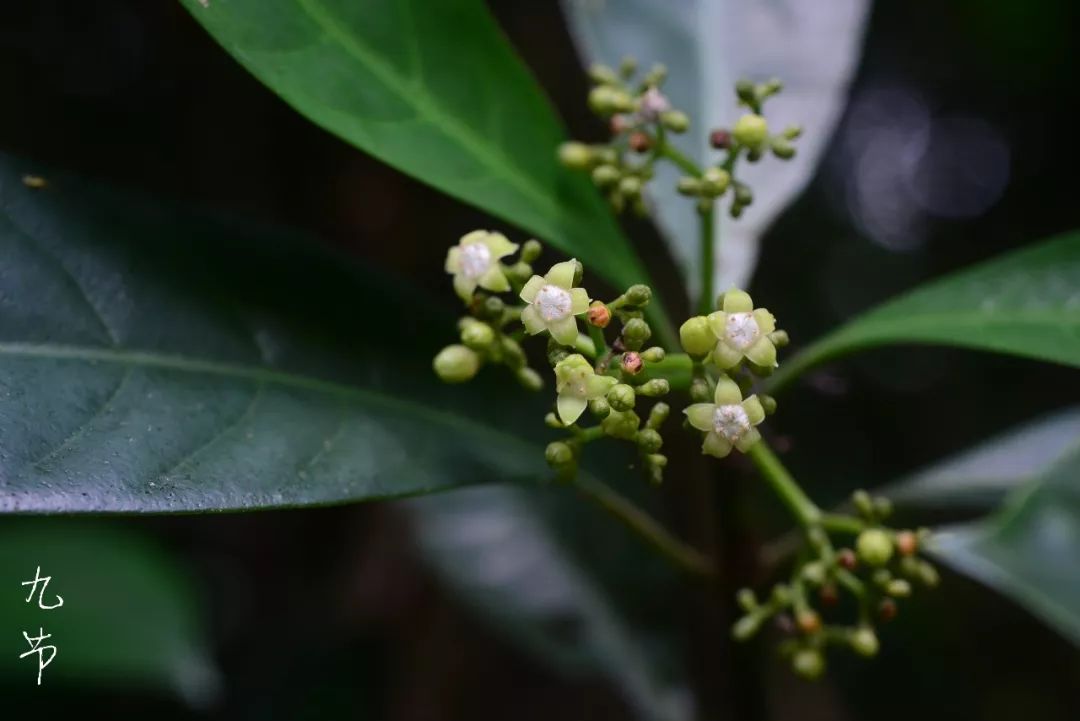 多枝紫金牛(紫金牛科)摘录《中药大辞典》④治痔疮漏血:二叶红薯一两