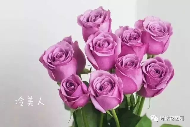 海洋之歌花语 :成熟的爱、你的幸福比我的重要。海洋之歌是紫色系玫瑰中