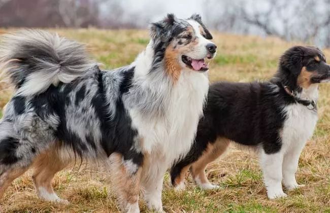 牧羊犬才称得上是大家族!