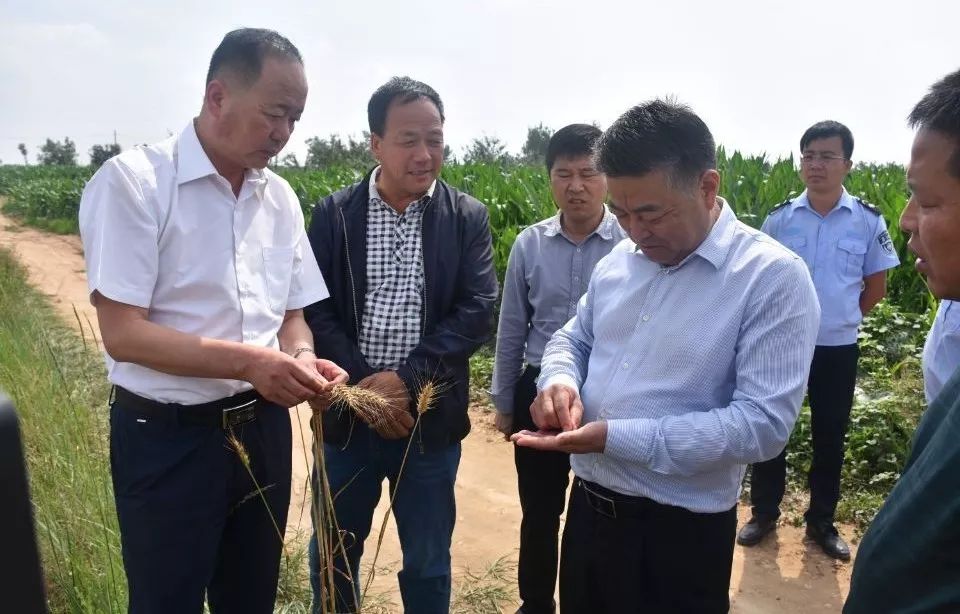 6月26日,旬邑县政府县长王旭,县委常委,副县长张克检查全县夏收工作.