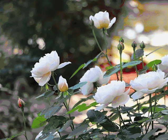 颜色不同,花语也不一样黄玫瑰,白玫瑰,粉玫瑰红玫瑰,蓝玫瑰,紫玫瑰