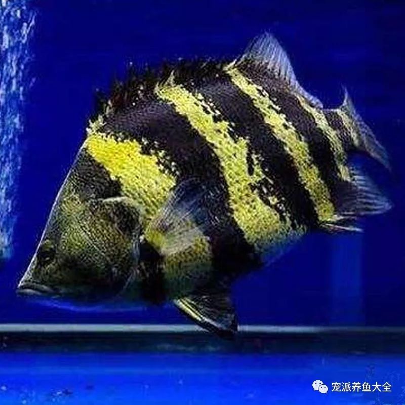 壁纸 动物 鱼 鱼类 800_800