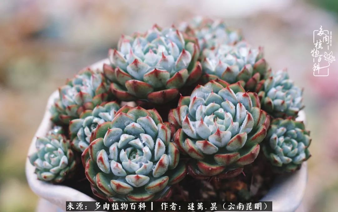 夏日雨季,养多肉像养菜,不信进来看,夏天饶过谁?