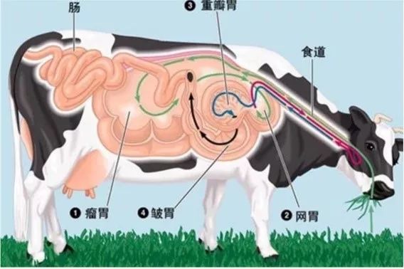 为什么不能喂反刍动物 519b852bf68b40a5a6e02f8ba4ff3e3d.jpeg