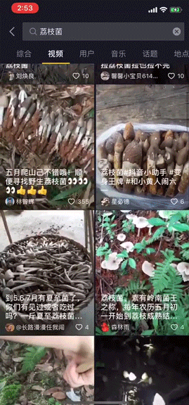 广东特有的菇【广东特有的菇，卖到700元/斤！斗门街坊吃过没？】