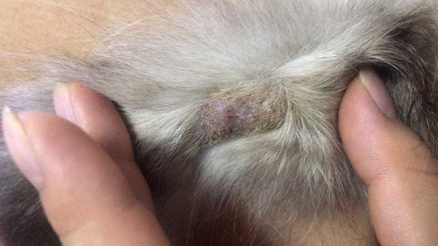 猫病科普:猫咪"脂溢性皮炎"是怎么回事?如何治疗,预防