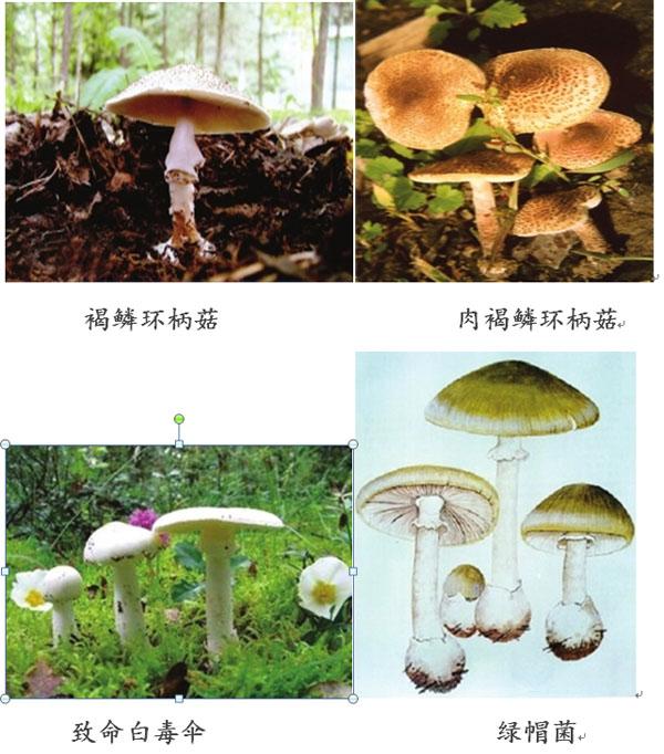 双牌县毒蘑菇预警:湖南公布10大最毒蘑菇