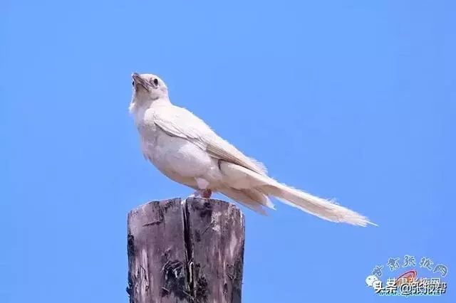 张掖发现罕见白喜鹊