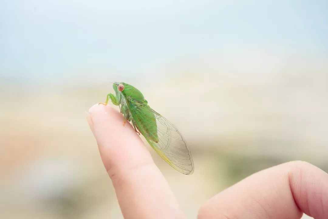 薄翅蝉荔枝蝽(荔枝树是它的最爱,路上都能闻到它臭腺释放的气味,想象