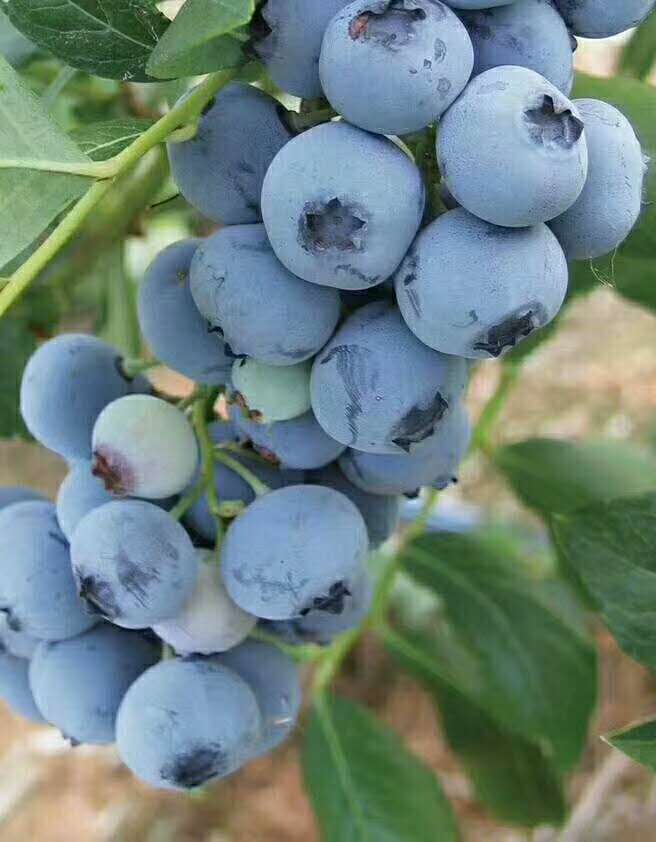 蓝莓苗品种介绍