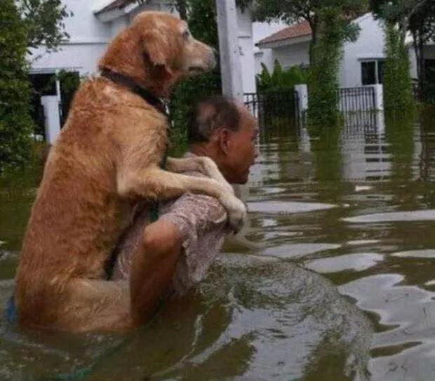 原創
            主人為救狗狗落水身亡，可網友卻這樣說…… 寵物 第13張