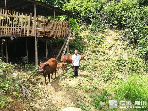 图为金鹅村肉牛养殖户养殖现场 返回搜