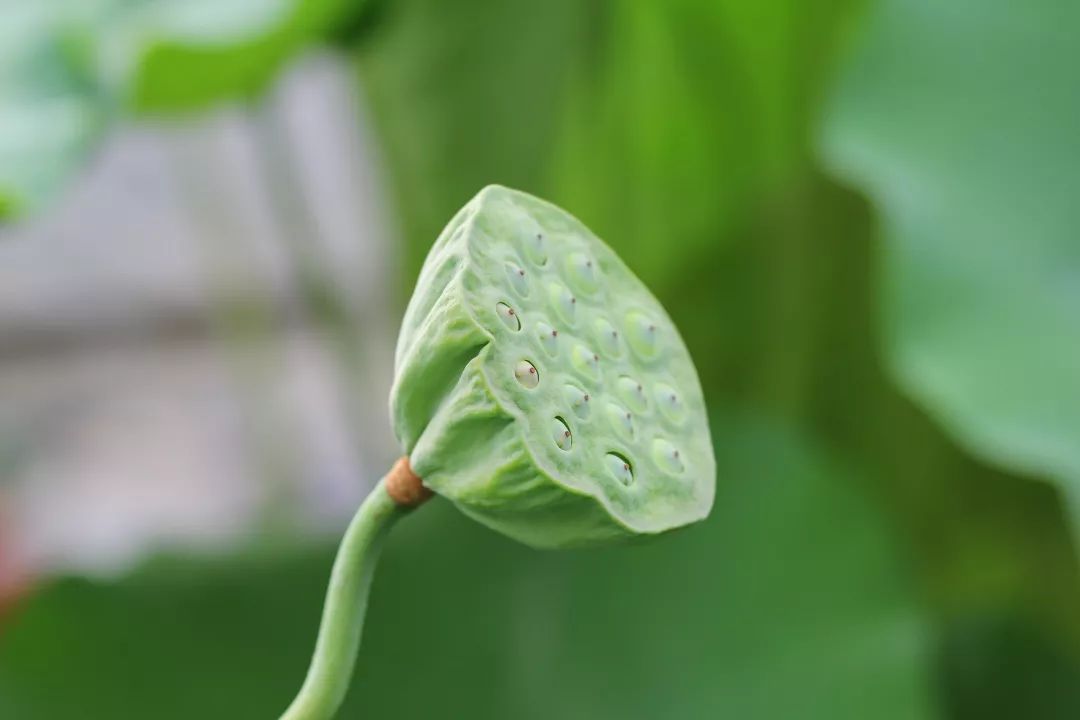 今天 咱们就来讲讲 荷花种子的故事 荷花的果实 荷花的果实,俗称 "