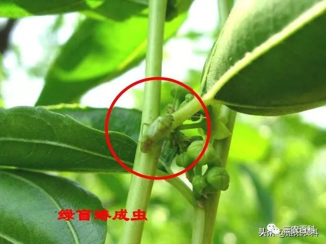 绿盲蝽又称"小臭虫","花叶虫",为半翅目盲蝽科害虫,主要以成虫和若虫