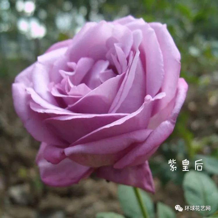 紫皇后花语:沉静,高贵,成熟的魅力.