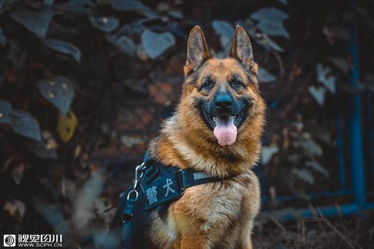 警犬托比(德国牧羊犬.