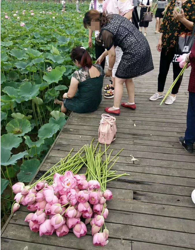 莲花人口_人口普查图片