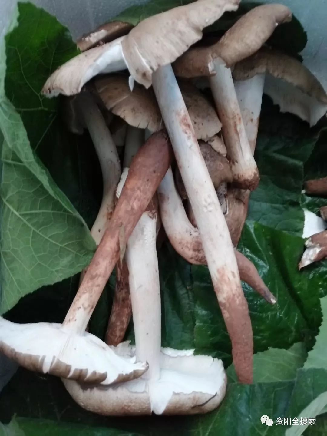 235 早生小菇-大型真菌-图片