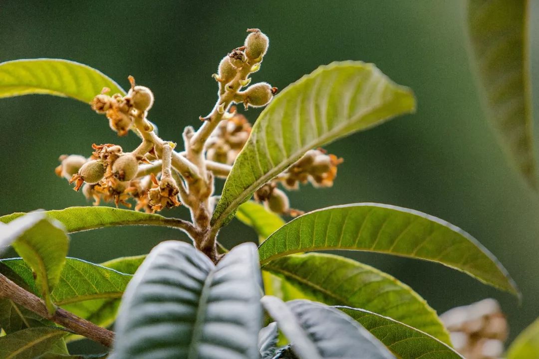 风物选品︱初夏甘甜多汁的金元宝,想寄一盒回
