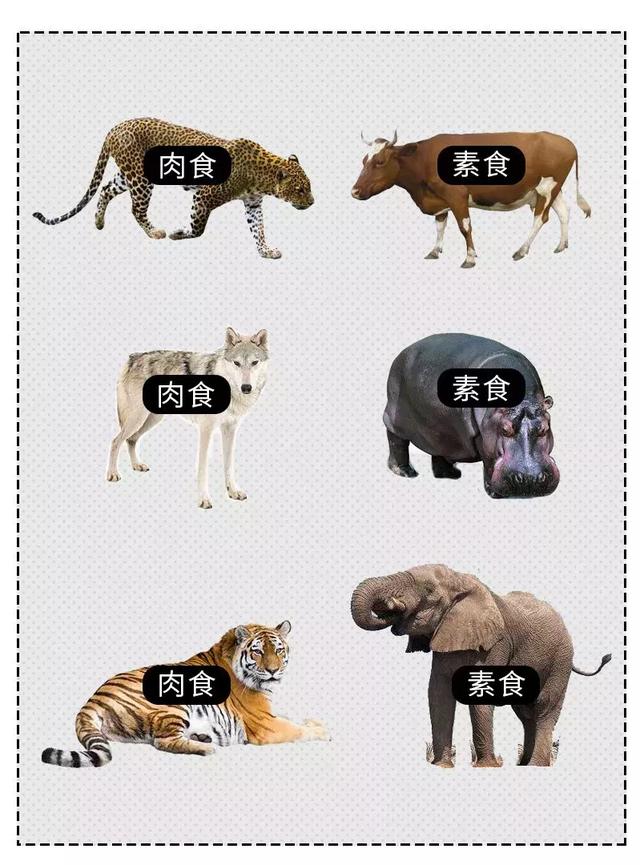 雏什么声成语_成语故事简笔画(3)