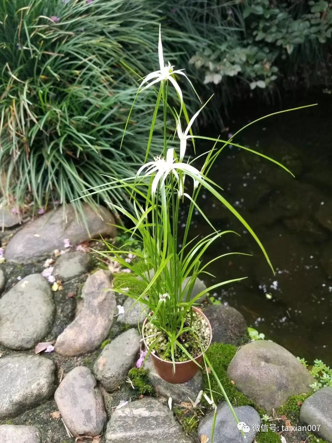 菖蒲山野草特价出售