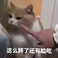 斗图表情包|我只是把她当作妹妹