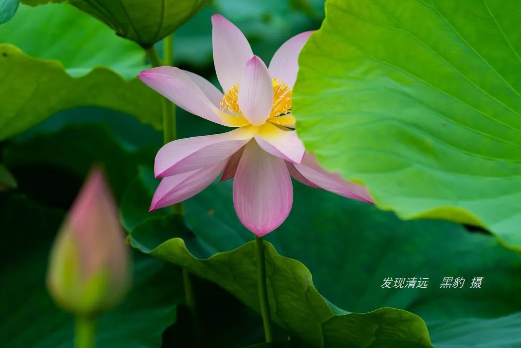 d5131a92808c48dda54ceb046733df2a.jpeg